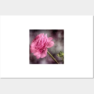 Pink Ranunculus Flower Posters and Art